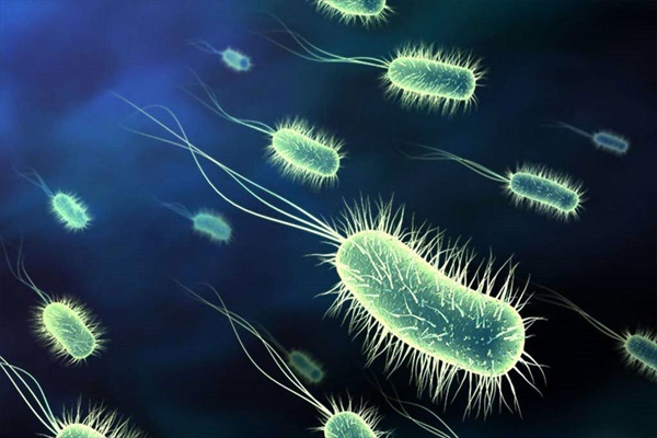 vücutta bakteri